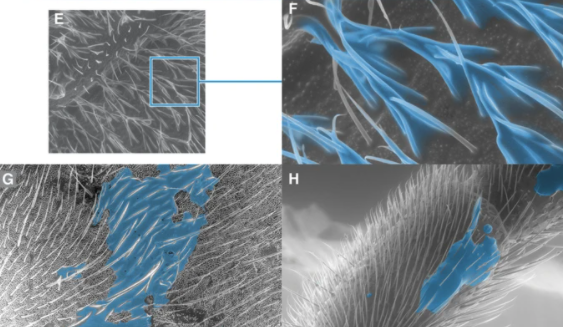 바다소금쟁이는 몸에서 발수 효과가 있는 왁스(밀랍) 형태의 물질(사진 속 파란색)을 분비한다.(사진=사이언티픽 리포츠)