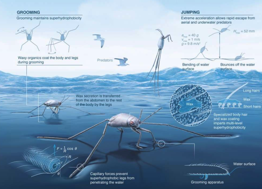 바다소금쟁이의 이미지(사진=KAUST; Xavier Pita)