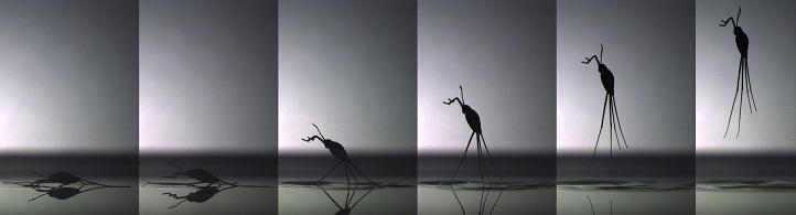 바다소금쟁이는 해수면을 트램펄린과 같은 도약대로 사용한다.(사진=사이언티픽 리포츠)