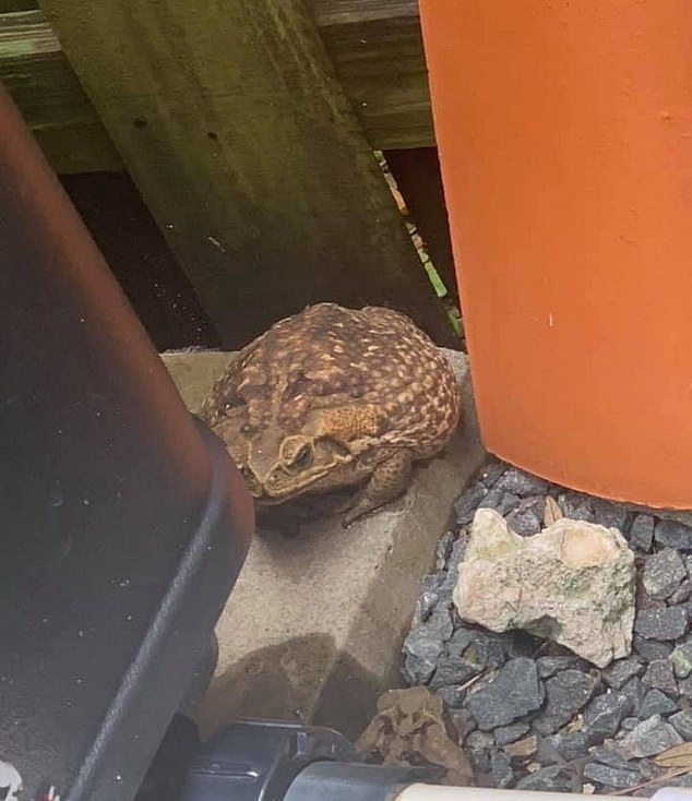 생태계 파괴범으로 꼽히는 수수두꺼비