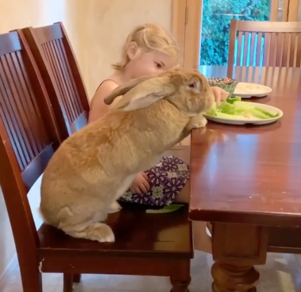 어느 가족이 기르는 거대 토끼 화제…식탁에 앉아 식사까지