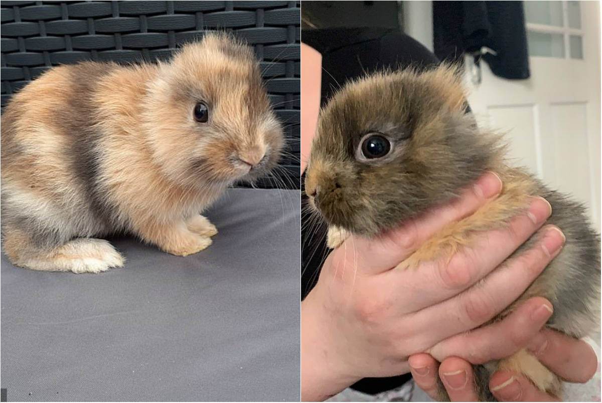 영국서 ‘귀 없는 토끼’ 태어나…작은 사자 닮아 ‘레오’로 불려