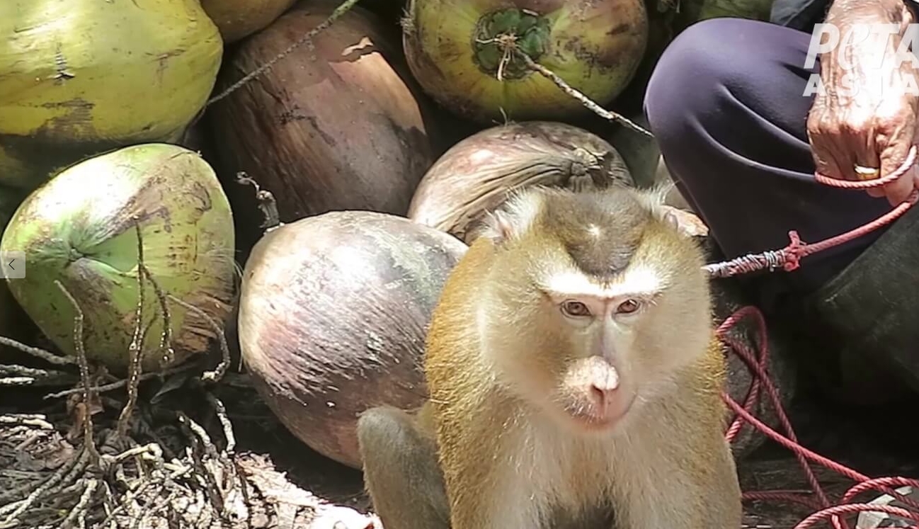 줄에 묶인 채 코코넛 농장주에게 노동력을 착취 당하는 원숭이 중 한 마리(사진=PETA ASIA)