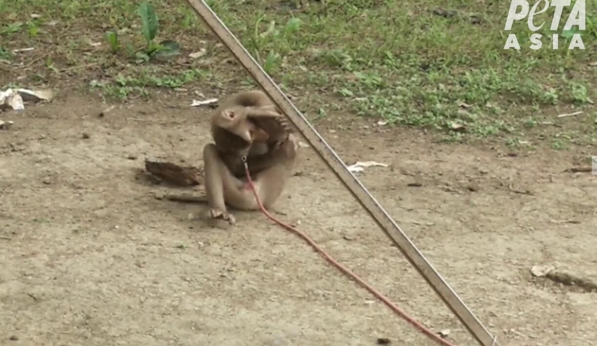 줄에 묶인 채 코코넛 농장주에게 노동력을 착취 당하는 원숭이 중 한 마리(사진=PETA ASIA)