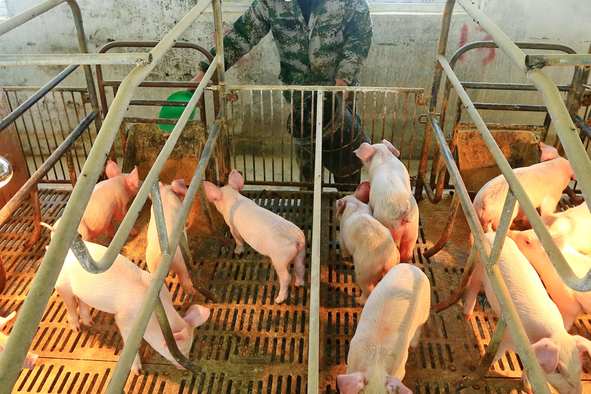 중국 쓰촨성의 한 돼지농장. (기사 내용과 무관) 2020.2.21 EPA 연합뉴스