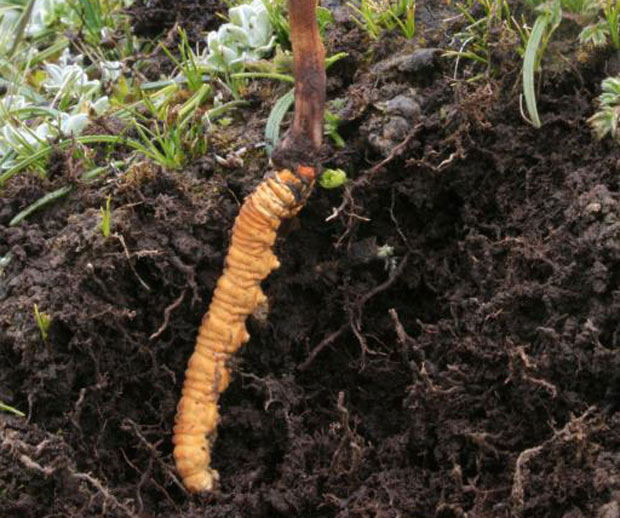 세계에서 가장 비싼 곰팡이로 불리는 박쥐나방동충하초(Ophiocordyceps sinensis)도 멸종위기취약(VU) 단계에 진입했다./사진=IUCN