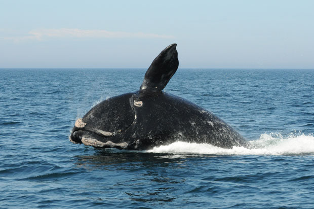 멸종위기 적색목록 EN등급에 올라있던 북대서양참고래도 이번에 CR등급으로 멸종위기등급이 상향 조정됐다./사진=IUCN