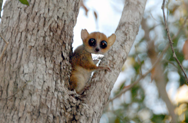 세계에서 가장 작은 영장류 중 하나인 베르트부인쥐여우원숭이도 멸종위기에 처한 것으로 확인됐다./사진=IUCN