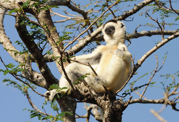 마다가스카르 서부에 서식하는 베록스시파카(Propithecus verreauxi)./사진=IUCN