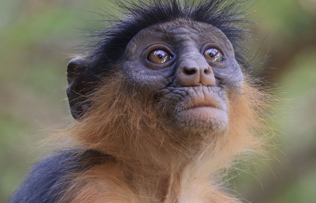 IUCN 사무총장 그레텔 아길라르는 이번 조사 결과가 “아프리카 전역의 영장류가 직면한 위협의 실체를 보여줬다”면서 “현생 인류인 호모사피엔스는 다른 영장류와의 관계, 그리고 자연 전체와의 관계를 획기적으로 바꿀 필요가 있다”고 지적했다./사진=IUCN