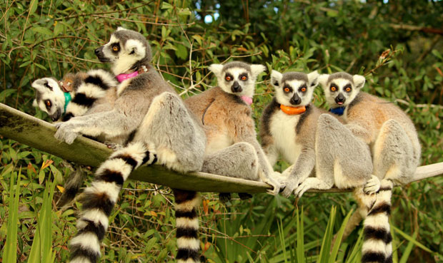 지구상에 서식하는 동식물 중 3만2441종이 멸종위기에 내몰린 것으로 확인됐다. 호랑꼬리여우원숭이 (Ring-tailed lemur)도 멸종위기 취약종(VU)으로 분류됐다./사진=여우원숭이보호재단
