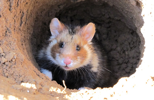 연 평균 20마리 이상의 새끼를 낳던 유럽햄스터는 최근 번식률이 급격하게 낮아졌다. 현재는 암컷 한 마리당 연 평균 5~6마리의 새끼를 출산하는 것으로 나타났다./사진=IUCN