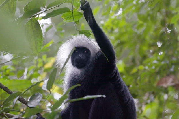 서부흑백콜로부스는 멸종위기 등급이 VU에서 EN으로 상향 조정됐다./사진=IUCN