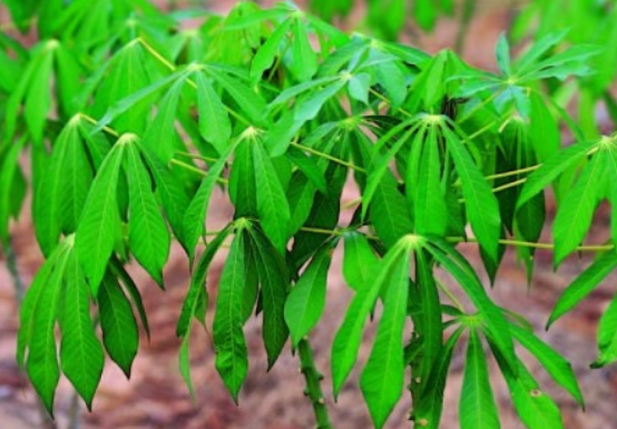 출처: 허브도감, 타피오카펄 재료 카사바