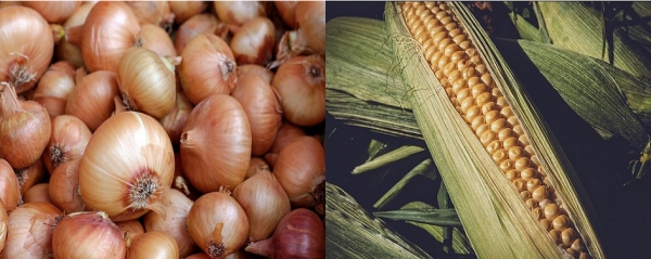 출처: Pixabay, 양파 껍질과 옥수수 껍질은 일반쓰레기로 버려야...