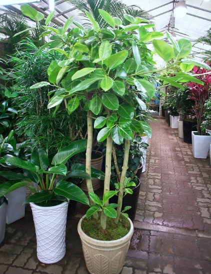 출처: 네이버 지식백과, 뱅갈고무나무 키우는 법