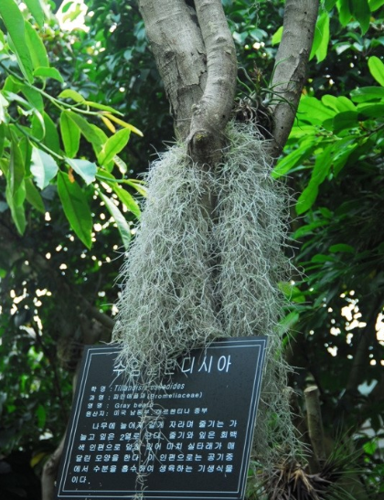 출처: 네이버 백과사전, 수염틸란드시아 키우는 법