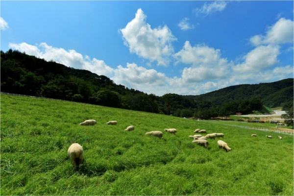 출처 : 한국관광공사 | '한국의 나폴리' 삼척 장호항, 여름에도 시원한 '대관령 양떼목장', 휴양부터 볼거리까지 '전남 여수', 강원 3대 미항 '남애항'