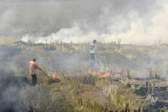 출처:Photo by NARINDER NANU / AFP/연합뉴스, 인도 수도 뉴델리 인근 농민들이 미세먼지 주요 원인으로 지목되는 논 작물을 수확한 후 불태우는 모습