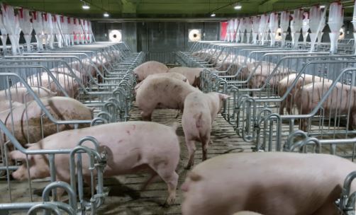 출처 한국농수산대학, 위너팜