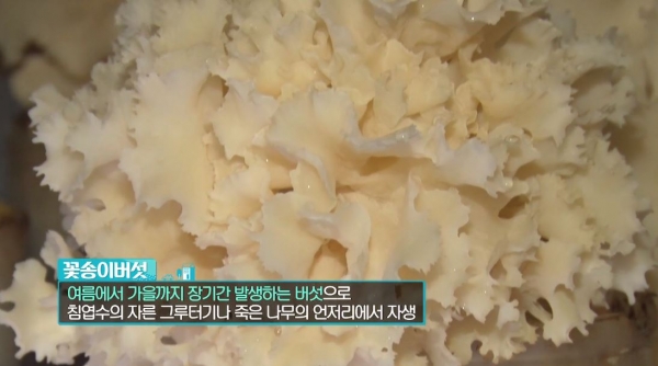 출처: SBS, 하늘이 내린 선물 '꽃송이버섯' 효능, 재배방법, 먹는법