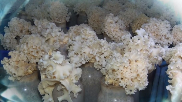 출처: SBS, 하늘이 내린 선물 '꽃송이버섯' 효능, 재배방법, 먹는법