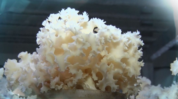 출처: SBS, 하늘이 내린 선물 '꽃송이버섯' 효능, 재배방법, 먹는법