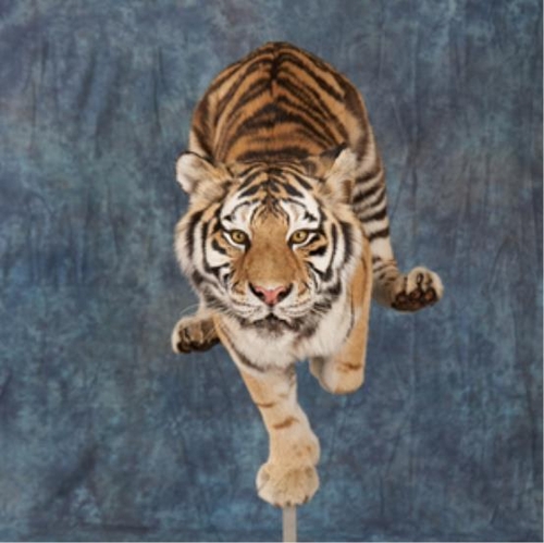 사진 제공: 서울시, 박제된 시베리아 호랑이 '코아'