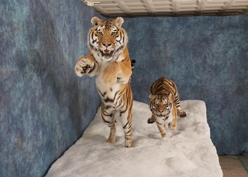 사진 제공: 서울시, 박제된 시베리아 호랑이들