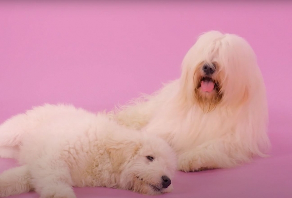 출처: VideoPartner 유튜브 채널, 사우스러시안 오브차카