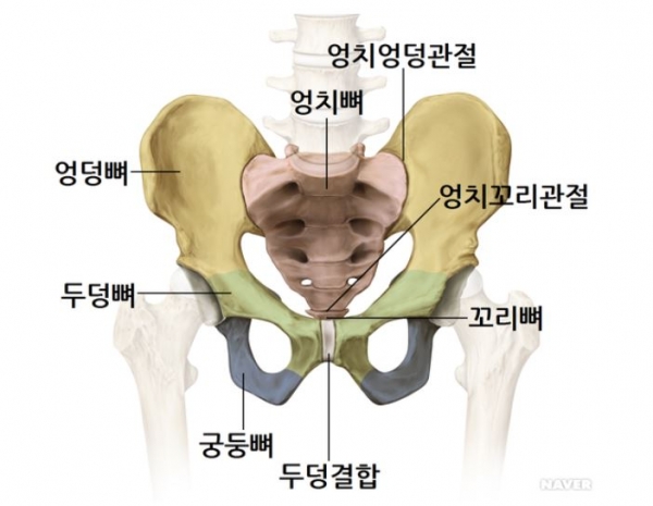 골반의 모습/사진 제공=네이버 지식백과