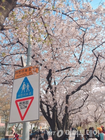 윤중로 봄 벚꽃은 누구에게나 아름답다./사진=남형도 기자