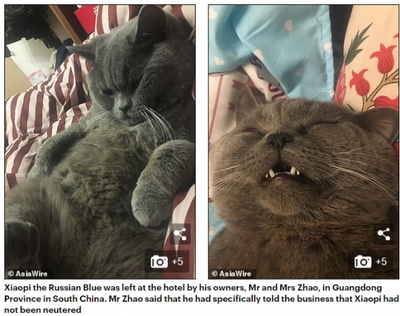 애완동물 호텔에 맡긴 고양이가 하룻밤 새 여러 마리의 암컷 고양이와 교미를 즐긴 뒤 쓰러진 사진. /사진 = 데일리메일