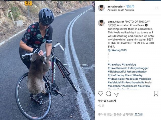 산불에 목이 탄 코알라가 26일 호주 애들레이드 인근 도로 한 복판에서 애나 휴슬러로부터 물을 받아 마시고 있다. <사진출처:애나 휴슬러 인스타그램> 2019.12.31