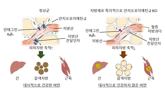 혈관의 피하지방 축적 기능과 대사질환과의 연관성/사진=IBS