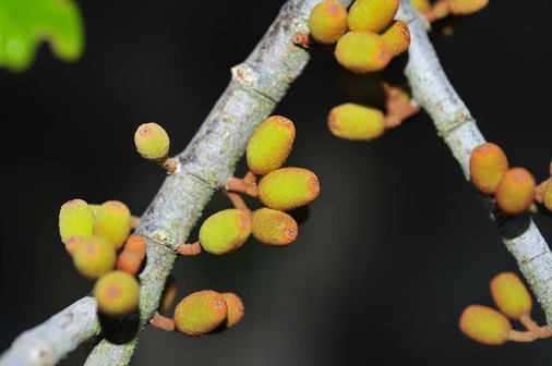 참나무겨우살이의 열매