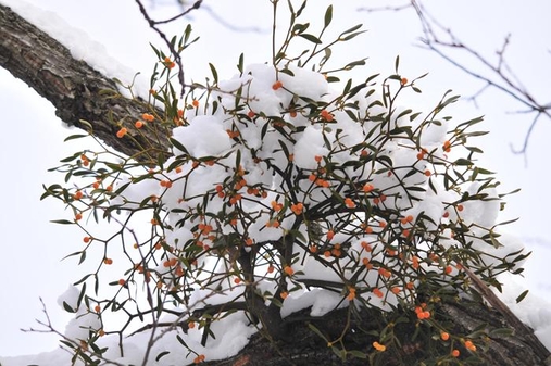 전북 정읍시 내장산의 붉은겨우살이