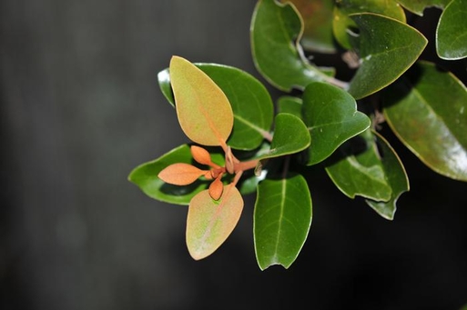 참나무겨우살이는 어린잎 양면에 갈색 가루가 덮여 있다