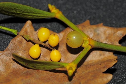 꼬리겨우살이의 열매(왼쪽)가 겨우살이의 열매(오른쪽)보다 작다