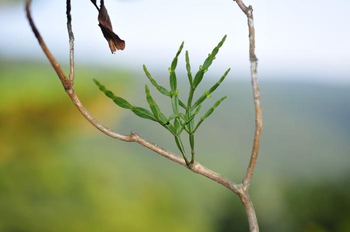 동백나무겨우살이