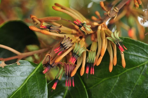 참나무겨우살이의 꽃