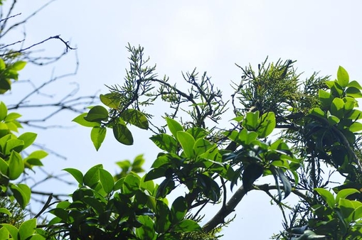 동백나무겨우살이의 군생