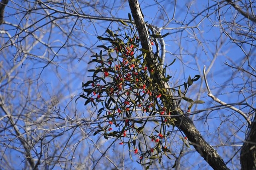 러시아 우수리스크의 붉은겨우살이