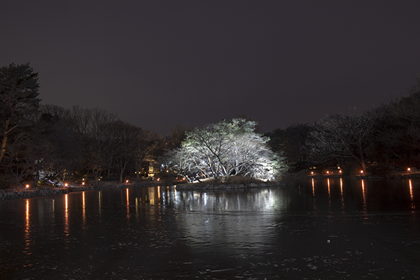 창경궁 춘당지를 촬영한 사진. 중앙에 흰 빛이 몰려있음에도 번짐이 없이 명부와 암부 표현력이 좋다. /김범수 기자