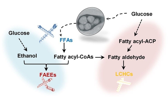 오일 축적 미생물의 대사공학을 통한 포도당으로부터 ‘지방산(FFAs, free fatty acids)’ 및 바이오 디젤 물질인 ‘지방산 에틸에스터(FAEEs, fatty acid ethyl esters)’와 긴 길이의 탄화수소 (LCHCs, long chain hydrocarbons)를 생산하는 과정. /한국과학기술원 제공
