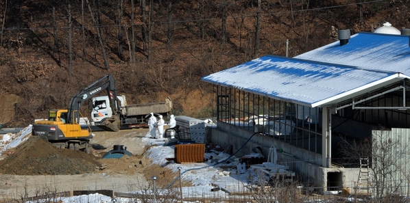 사진은 2014년 구제역 발생으로 매몰 작업이 한창인 충남 천안시 수신면 돼지사육농장에서 방역 관계자가 현장 출입을 막고 돼지 살처분 작업을 하고 있다. /조선일보