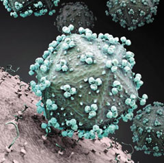 인체 면역세포에 달라붙는 에이즈 바이러스의 상상도. /martynowi.cz