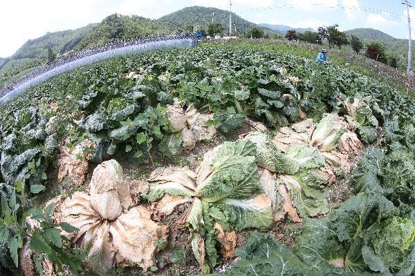 강원도 평창의 고랭지 배추밭. /조선DB.