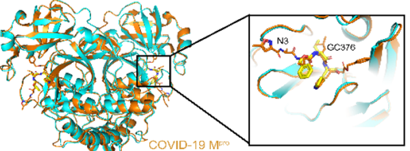 코로나19 바이러스의 프로테아제와 FIP 치료제 GC376이 분자 수준에서 결합한 것을 나타낸 그림. /메드아카이브(medRxiv)