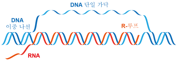DNA 복제 과정에 ‘R루프’가 작용하는 모습./IBS 제공